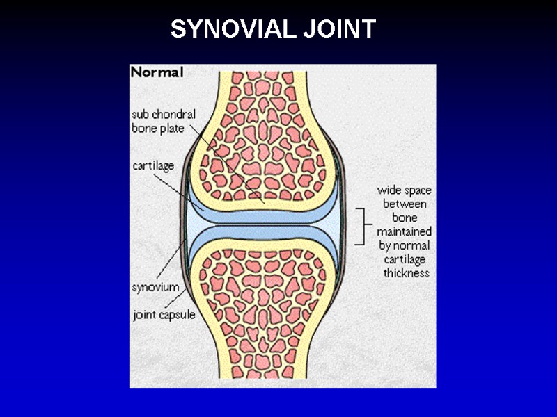 SYNOVIAL JOINT